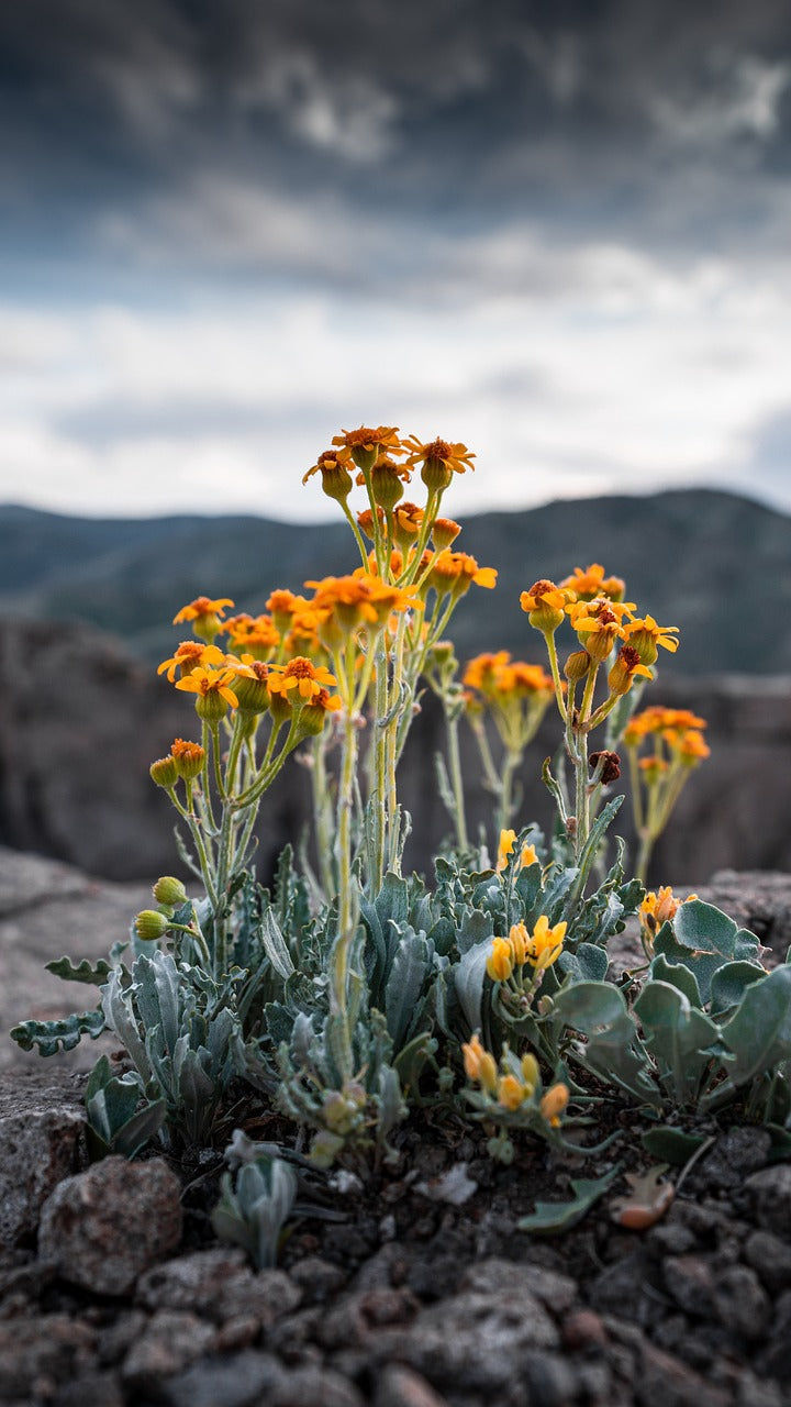 flowers, mountain, closeup-5347784.jpg