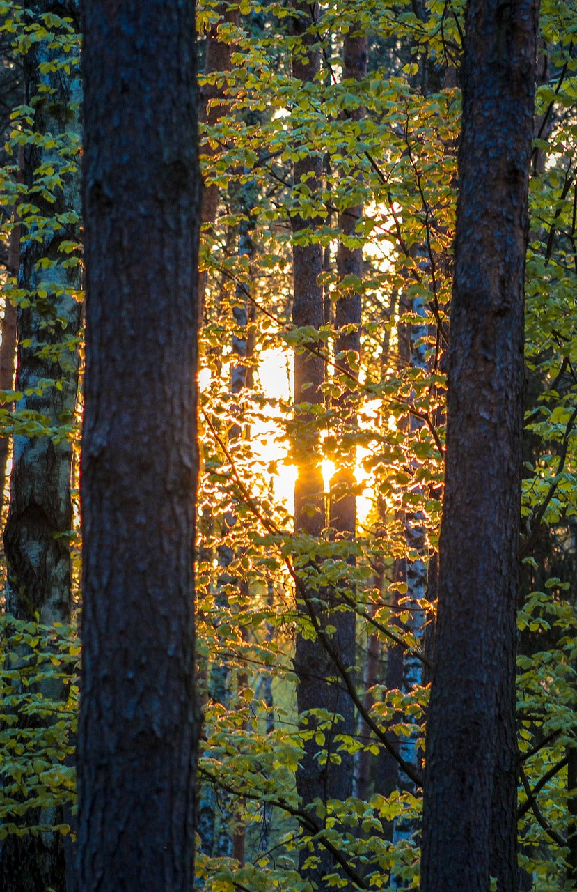 forest, sun, nature-5278672.jpg