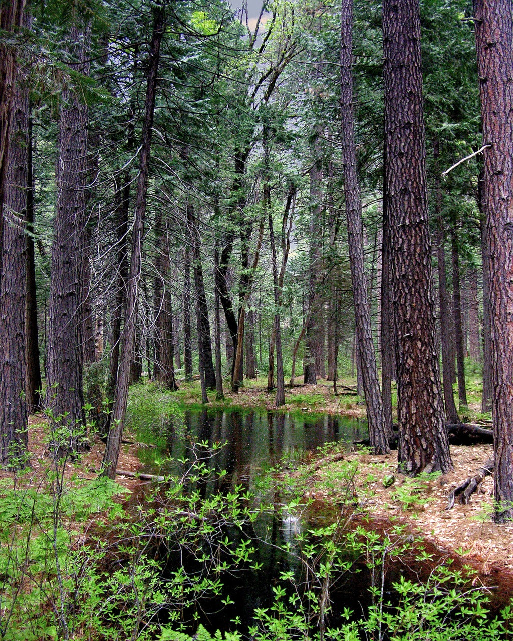 forest, woods, enchanted-5972575.jpg