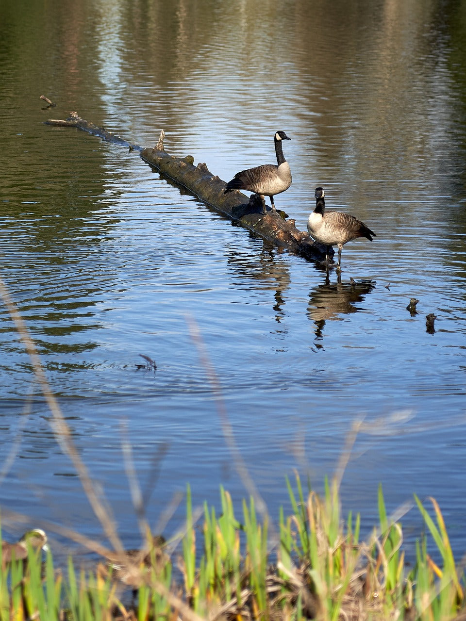 geese, canadian, nature-4115404.jpg
