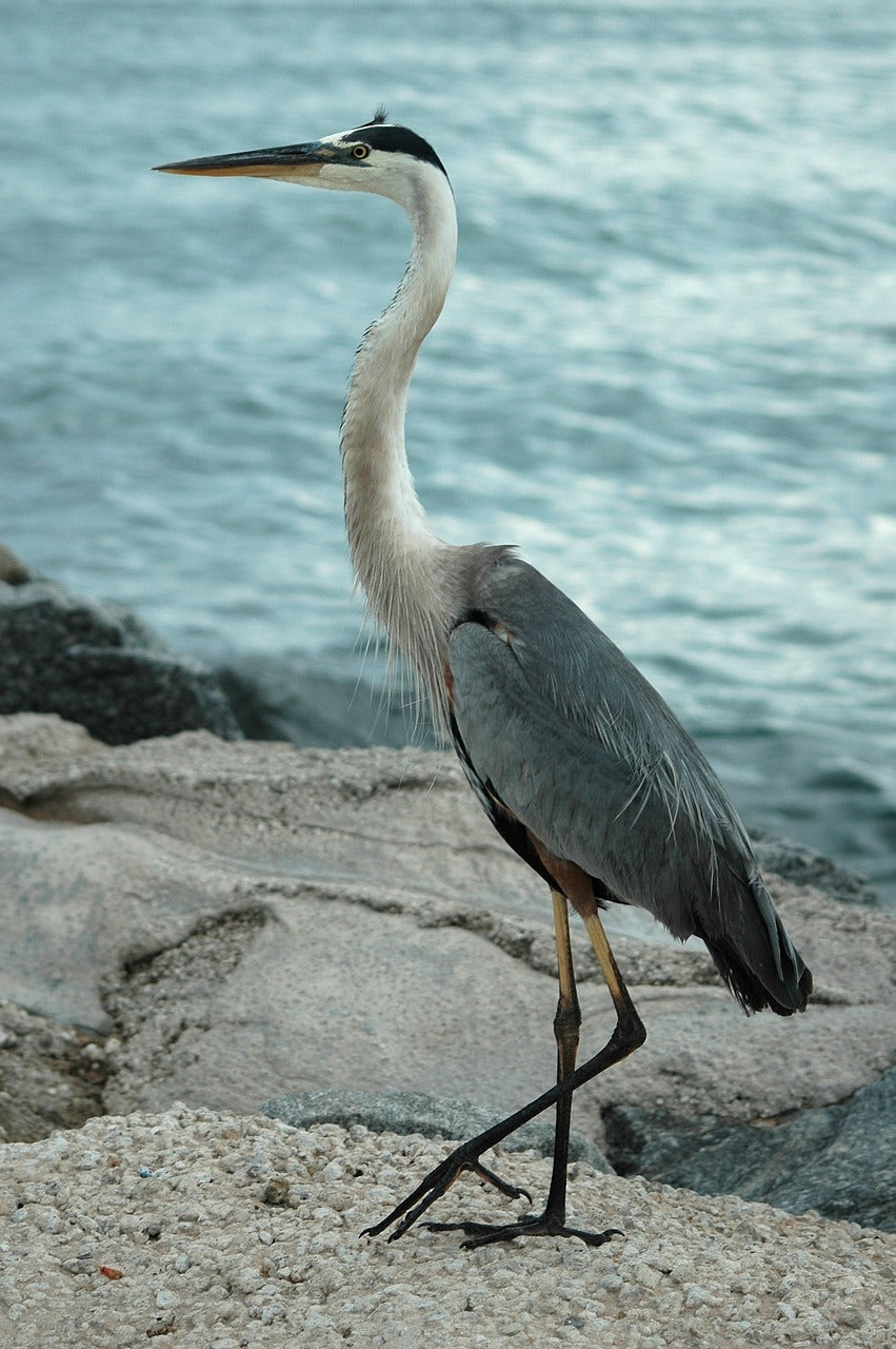 great blue heron, heron, egret-1897324.jpg