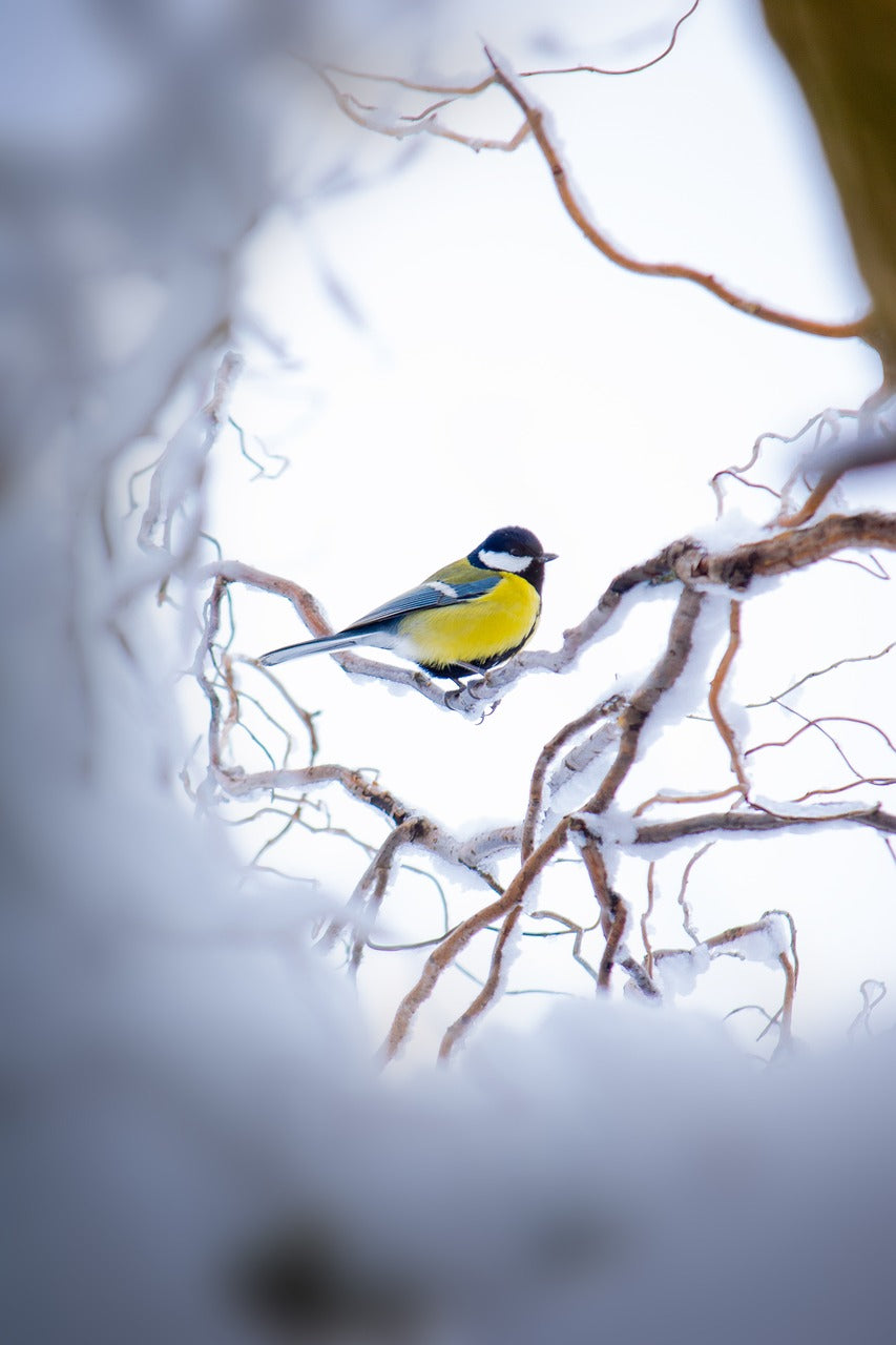 great tit, winter, cold-3987197.jpg