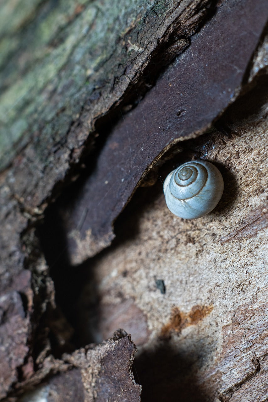 green, flower, nature-4292754.jpg