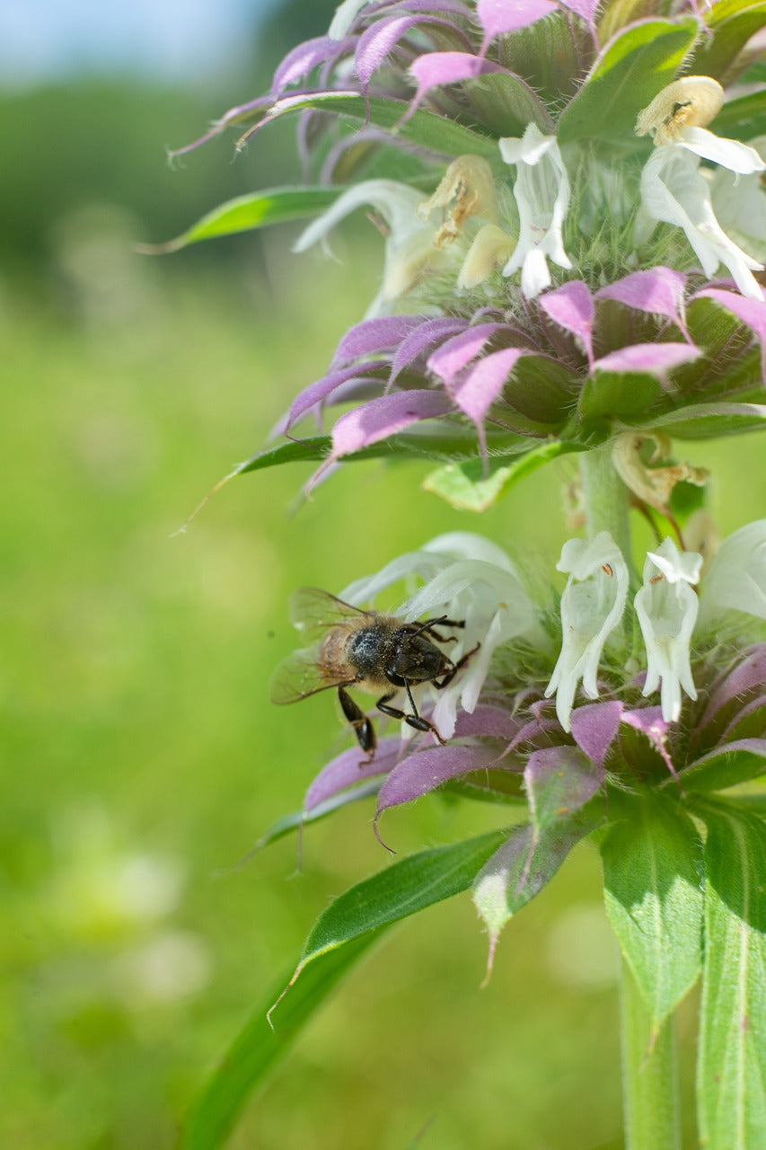green, flower, nature-4292767.jpg