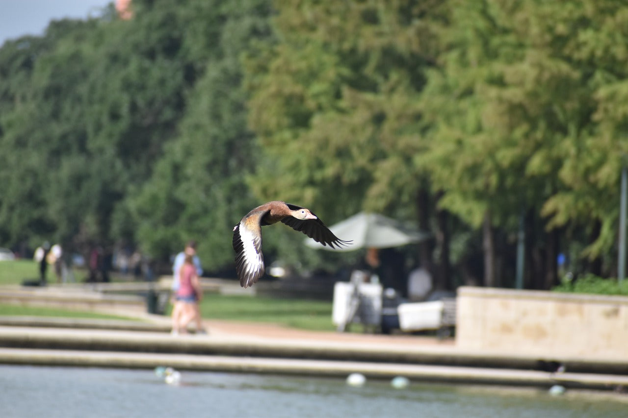 hermann park, houston, texas-6855522.jpg