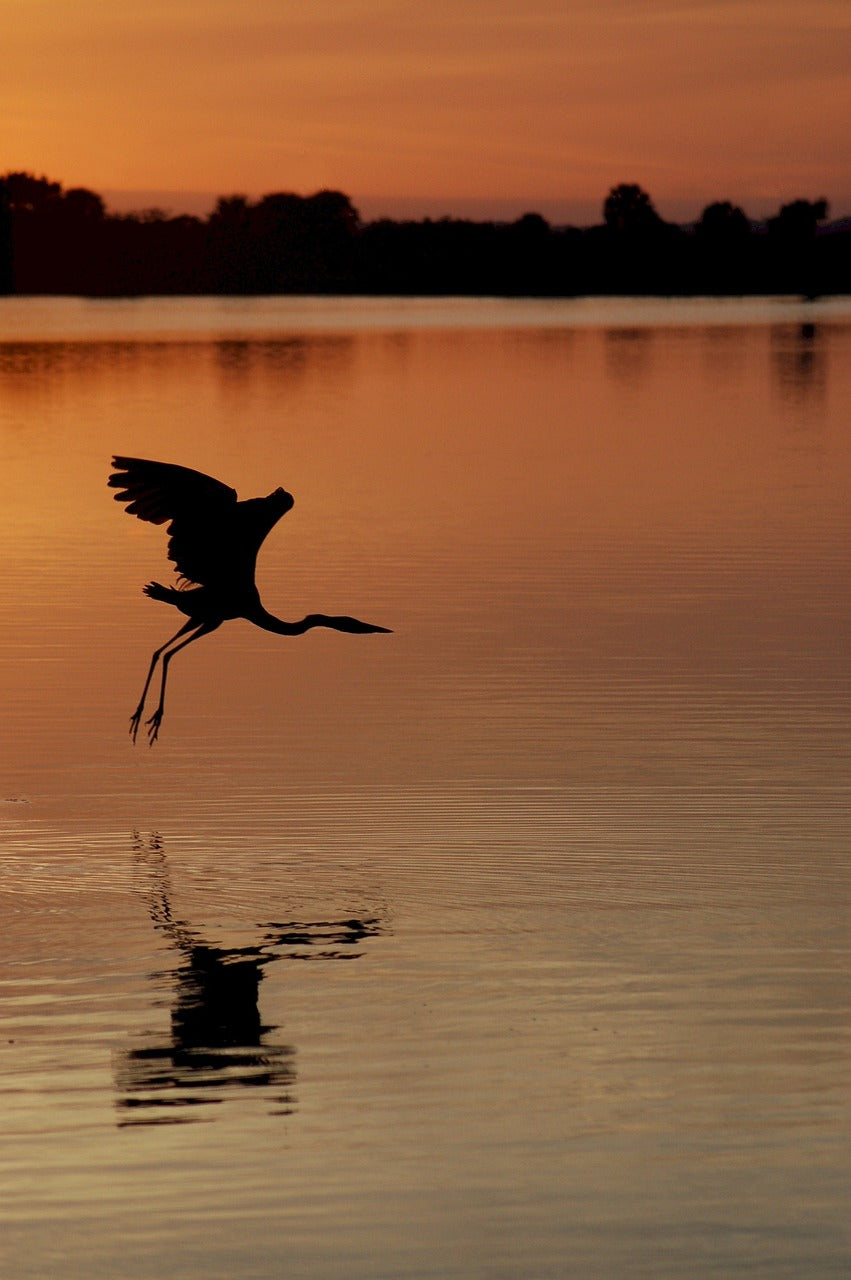 heron, sunset, great-3531719.jpg