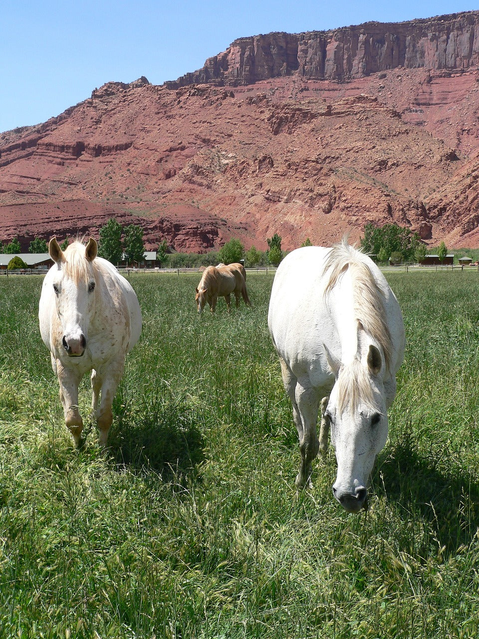 horses, grazing, colorado-2091153.jpg