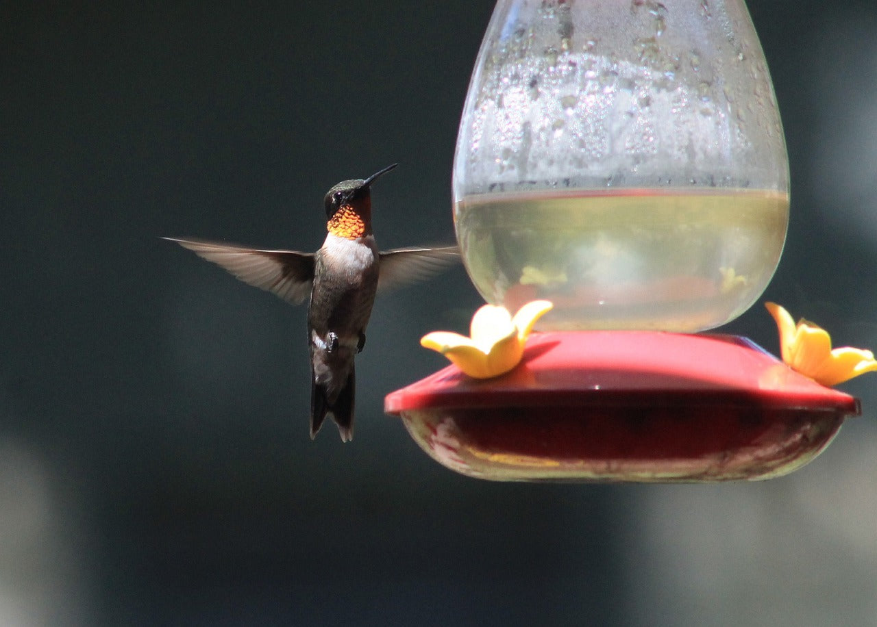 hummingbirds, birds, nature-7612748.jpg