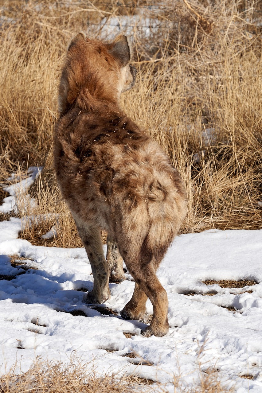 hyena, fur, snow-5983567.jpg