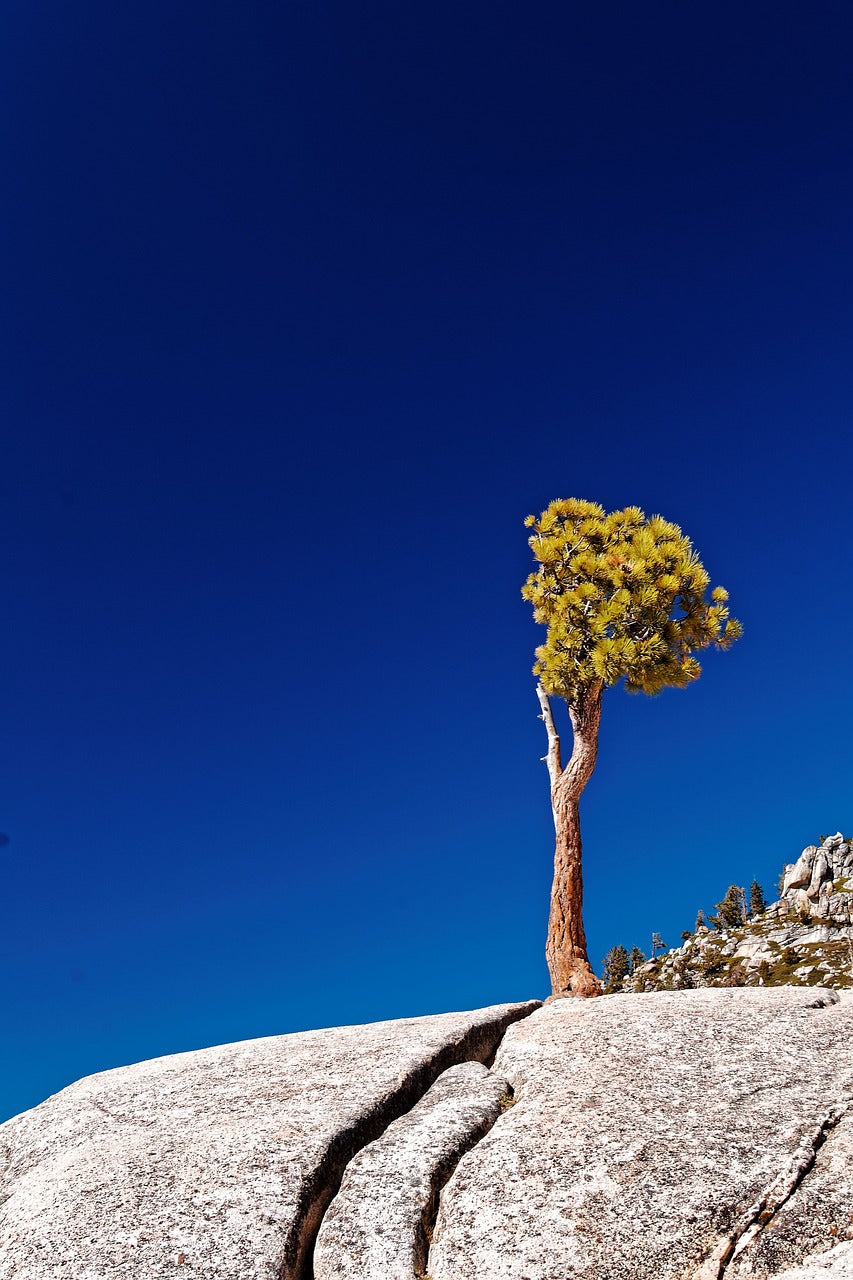 individual, tree, california-2601023.jpg
