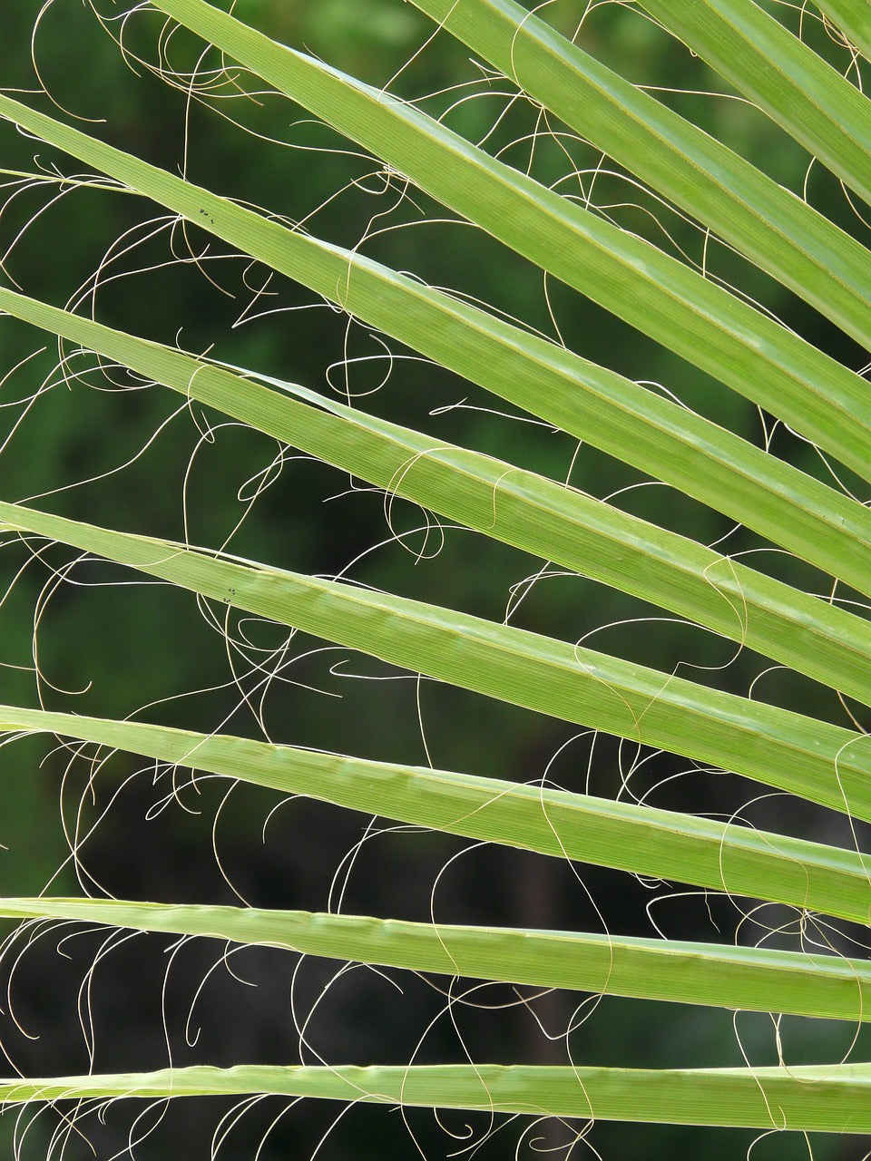 james, palm fronds, washington palm-64414.jpg