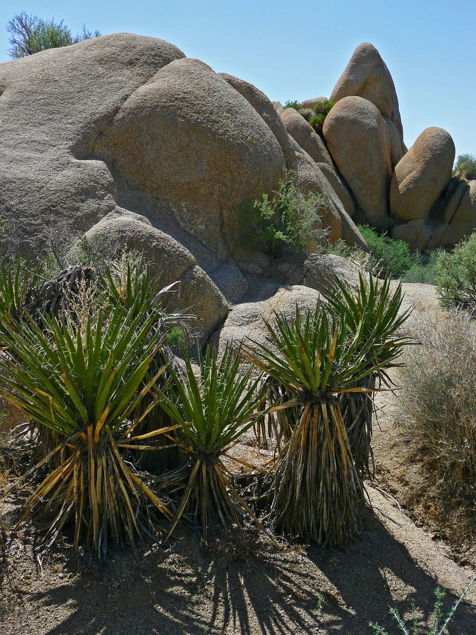 joshua, tree, national-62208.jpg
