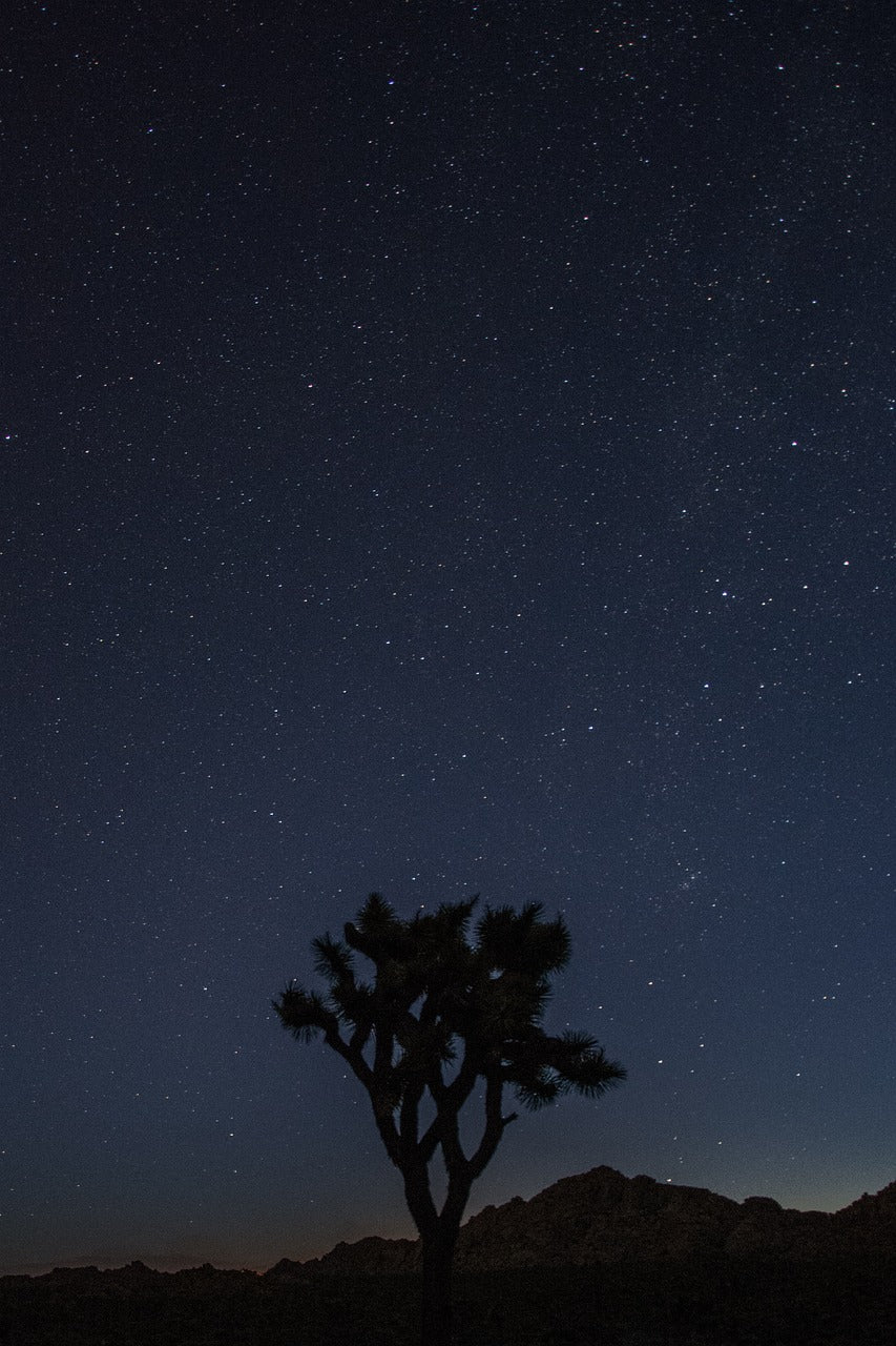 joshua, tree, national park-2319568.jpg