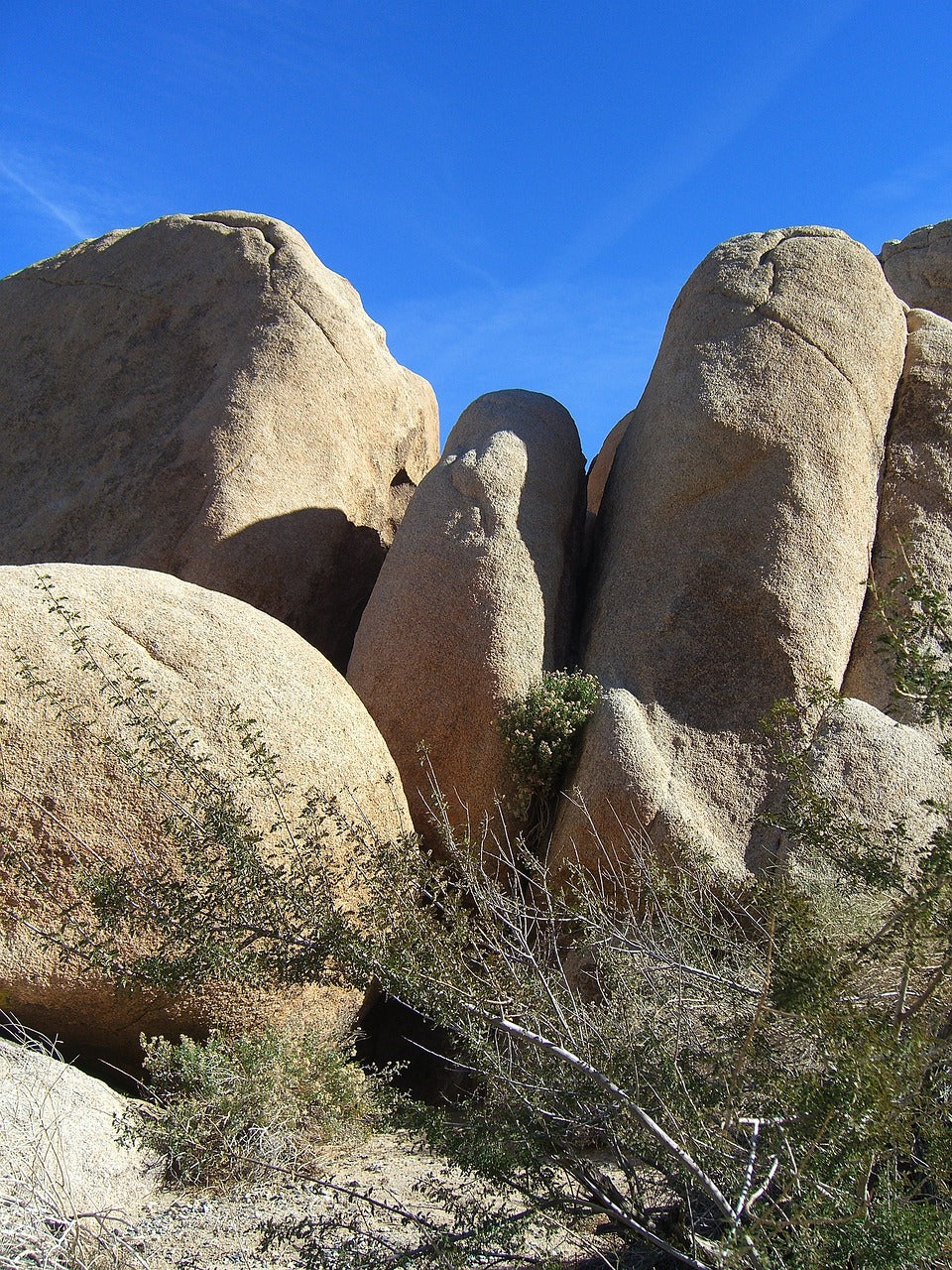 joshua tree, national park, california-5103.jpg