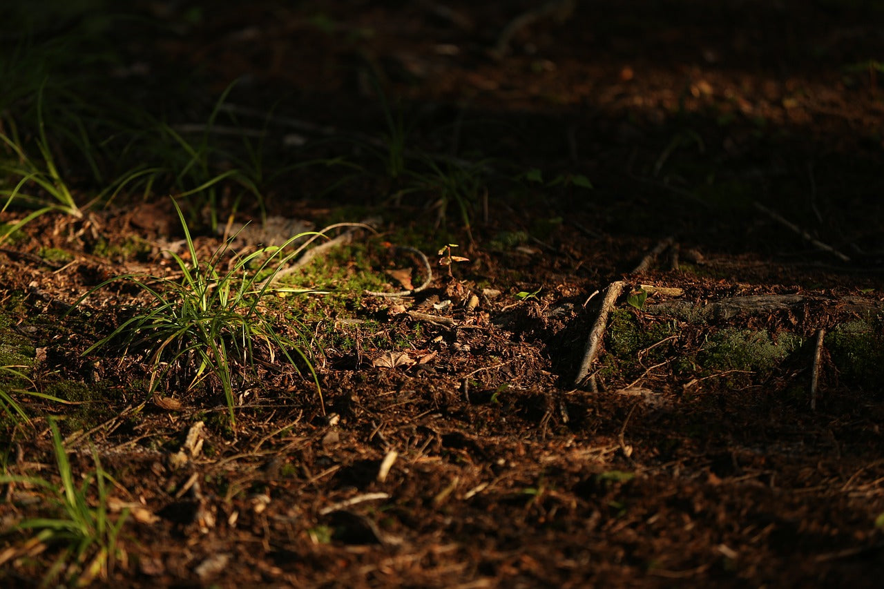 kettunen center, tustin, michigan-2701501.jpg