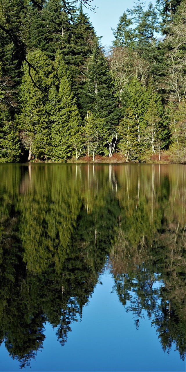 lake, trees, fragrance lake-7307529.jpg