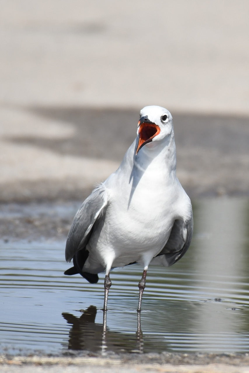 leucophaeus atricilla, aztec gull, gull-3805890.jpg