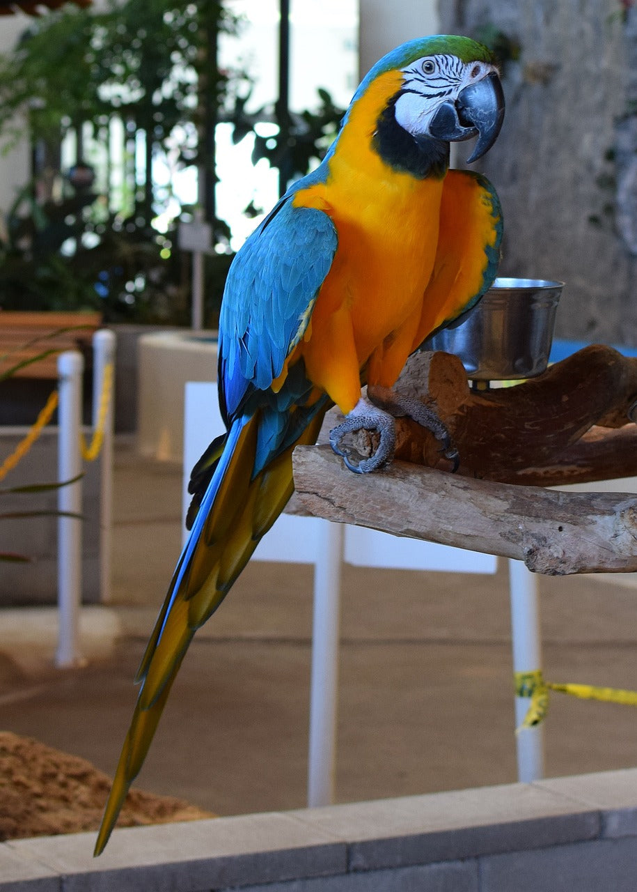 macaw, animal exhibit, bird-2928075.jpg