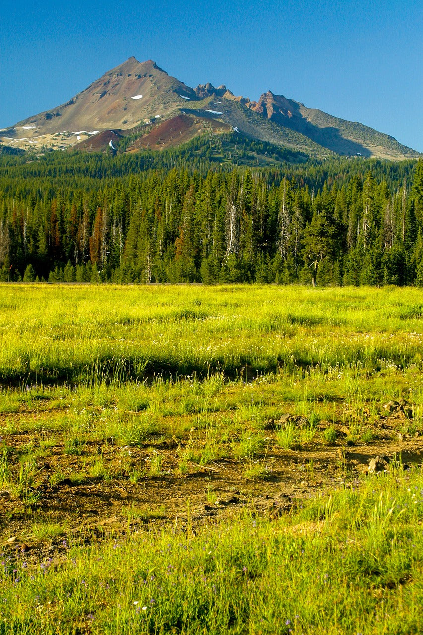 meadow, forest, mountains-5862918.jpg