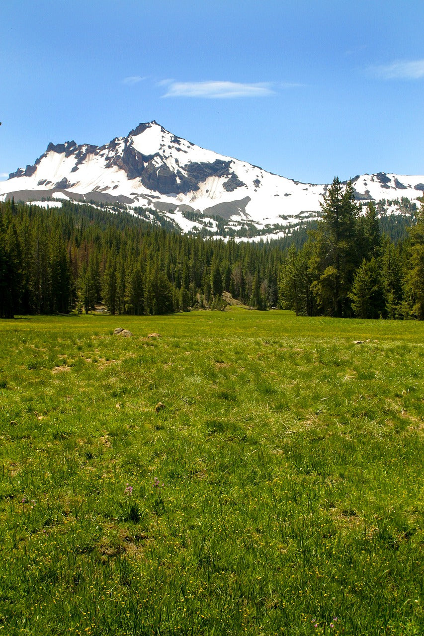 meadow, forest, mountains-5862922.jpg