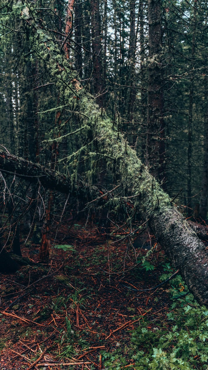 moss, nature, tree-5449191.jpg