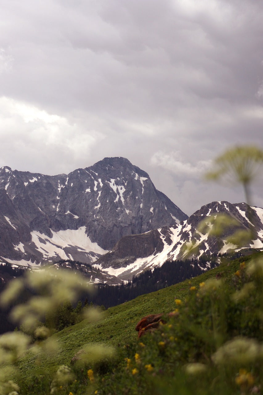 mountain, colorado, wildflowers-4083854.jpg