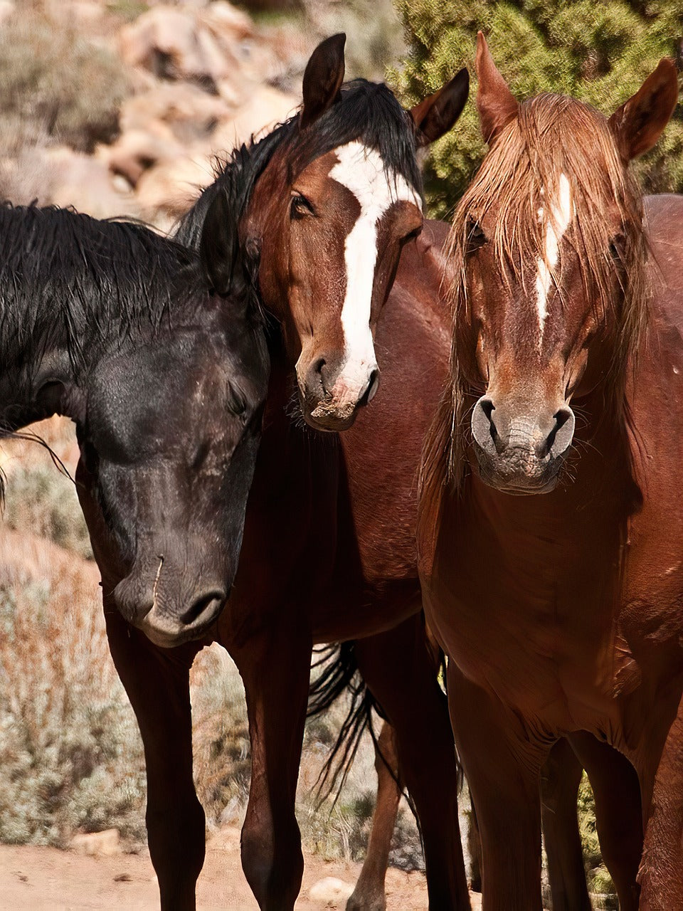 mustang, horse, nature-4684184.jpg