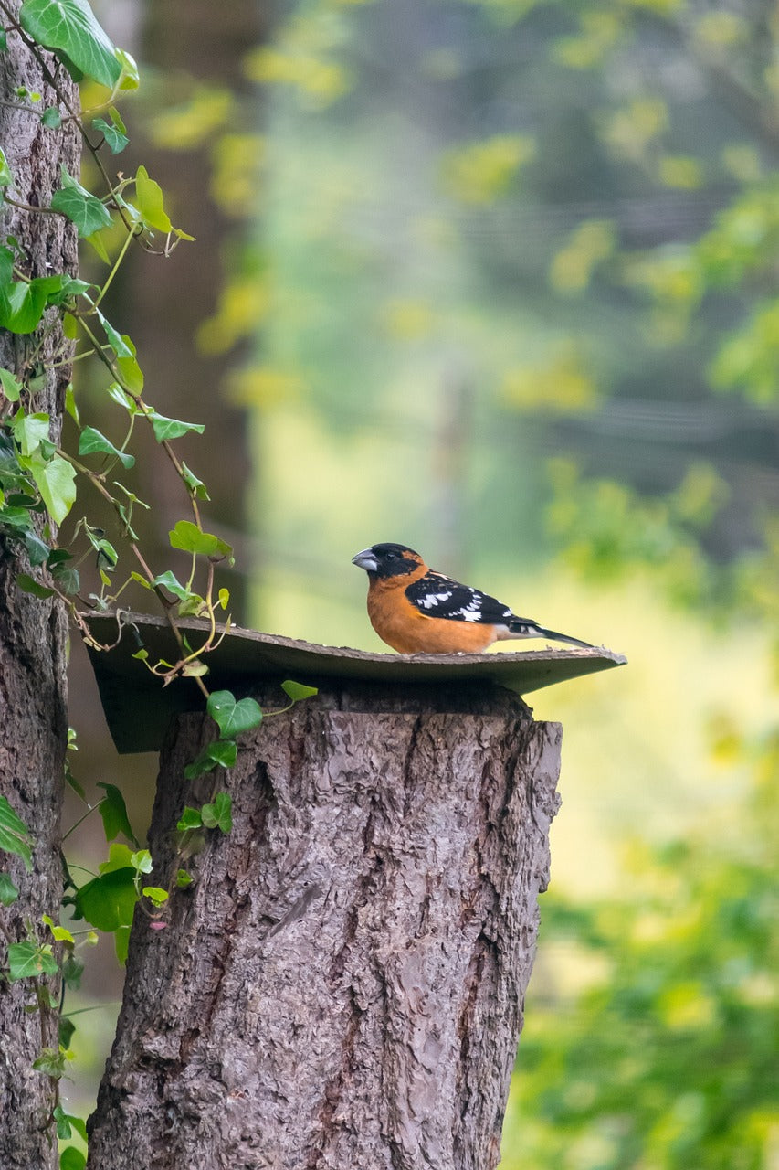 nature, bird, outdoors-3364266.jpg