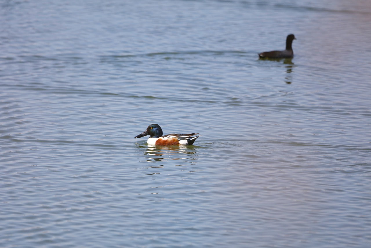 northern shoveler, lake, duck-7060981.jpg