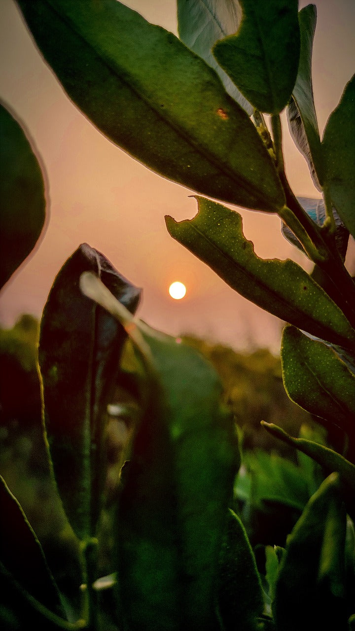 orange, sunset, sun-4729406.jpg