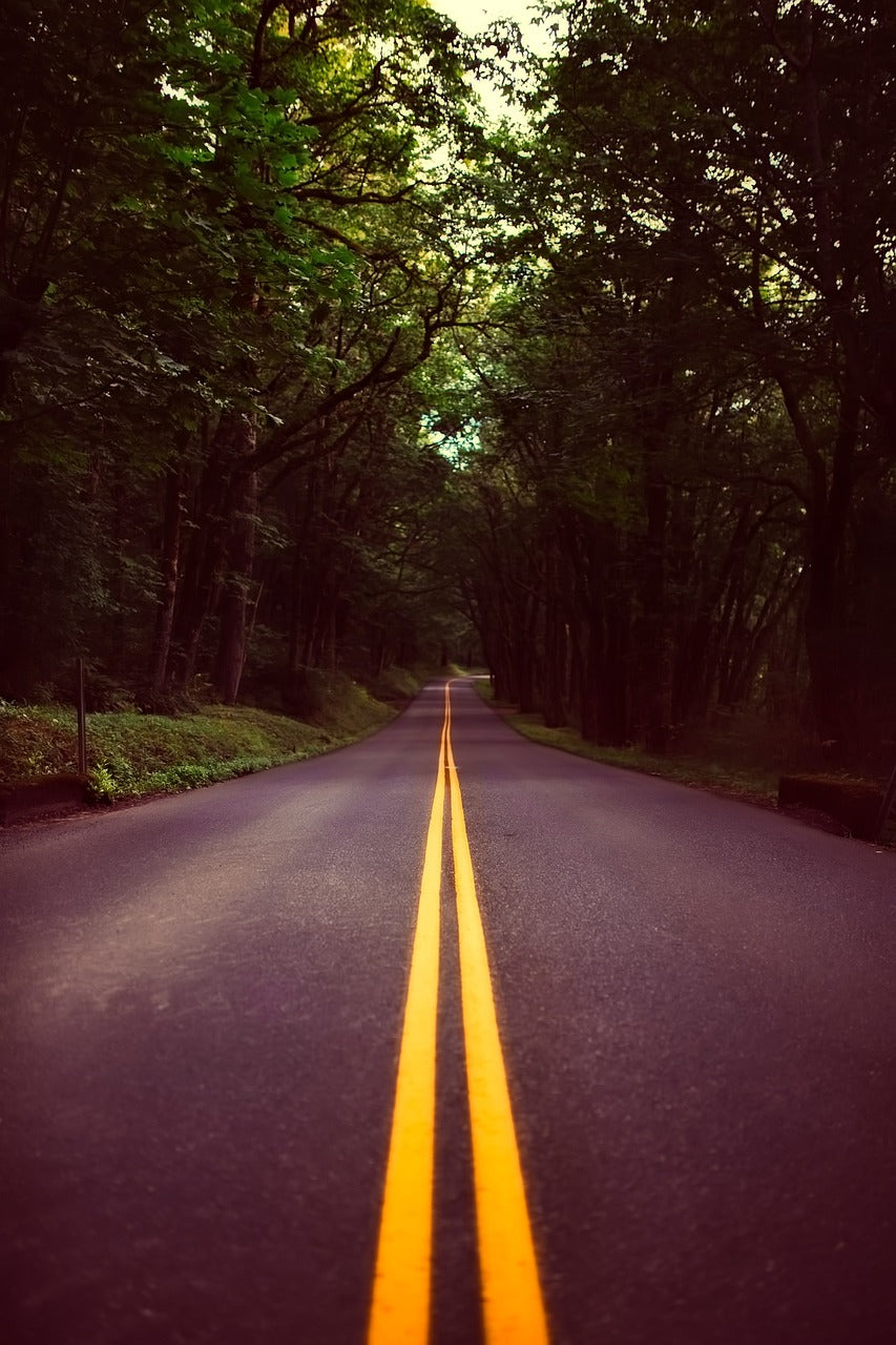 oregon, landscape, forest-2530164.jpg