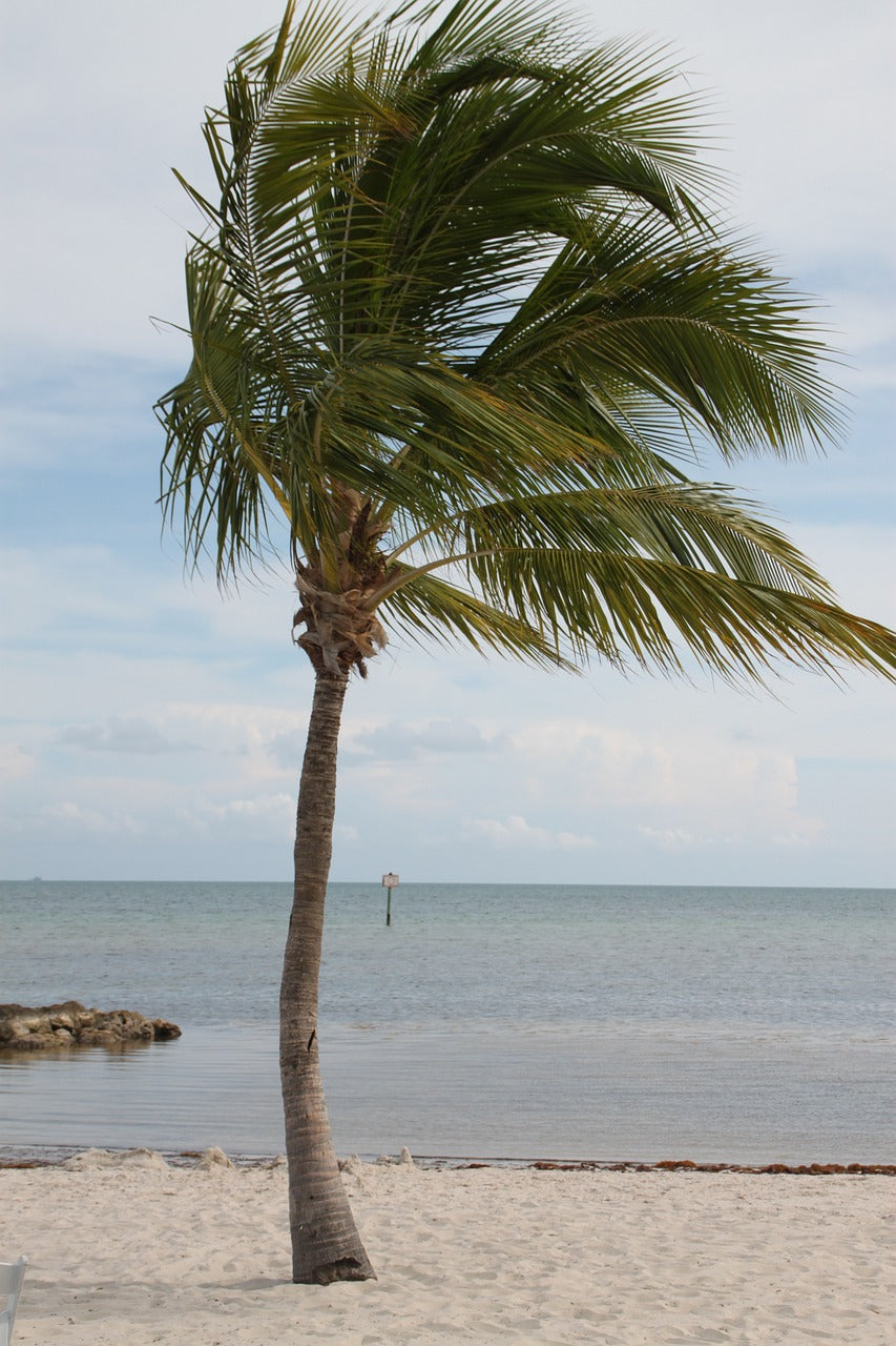 palm tree, key west, palm-2358978.jpg