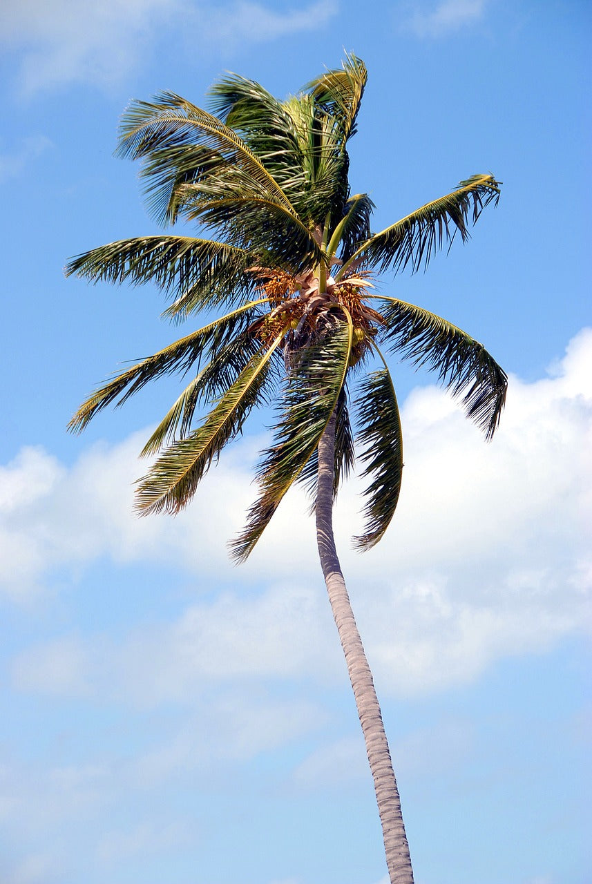 palm tree, tropical, florida-1738409.jpg