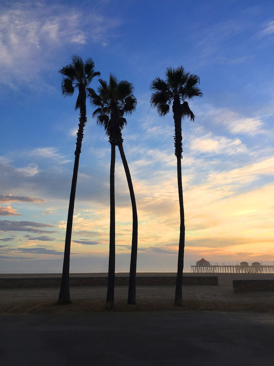 palm trees, california, palm-4859768.jpg