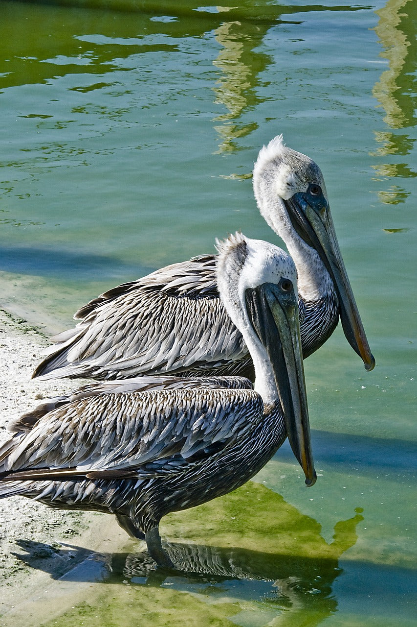 pelican, brown pelican, wading-4059774.jpg