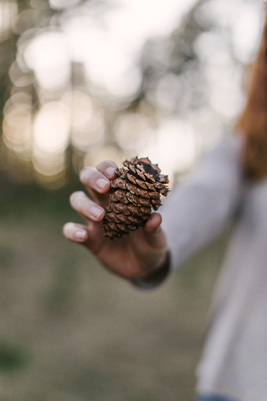 pine cone, outdoors, forest-4315472.jpg