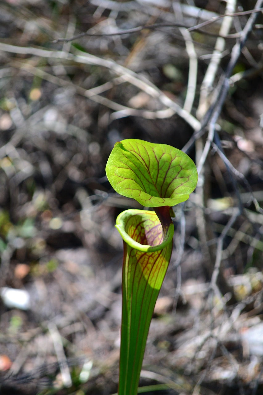 pitcher plant, florida, nature-4658087.jpg