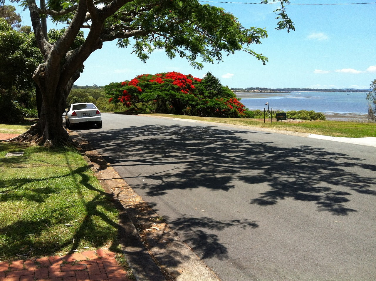 poinsettia tree, coastal view, redland bay queensland-188587.jpg