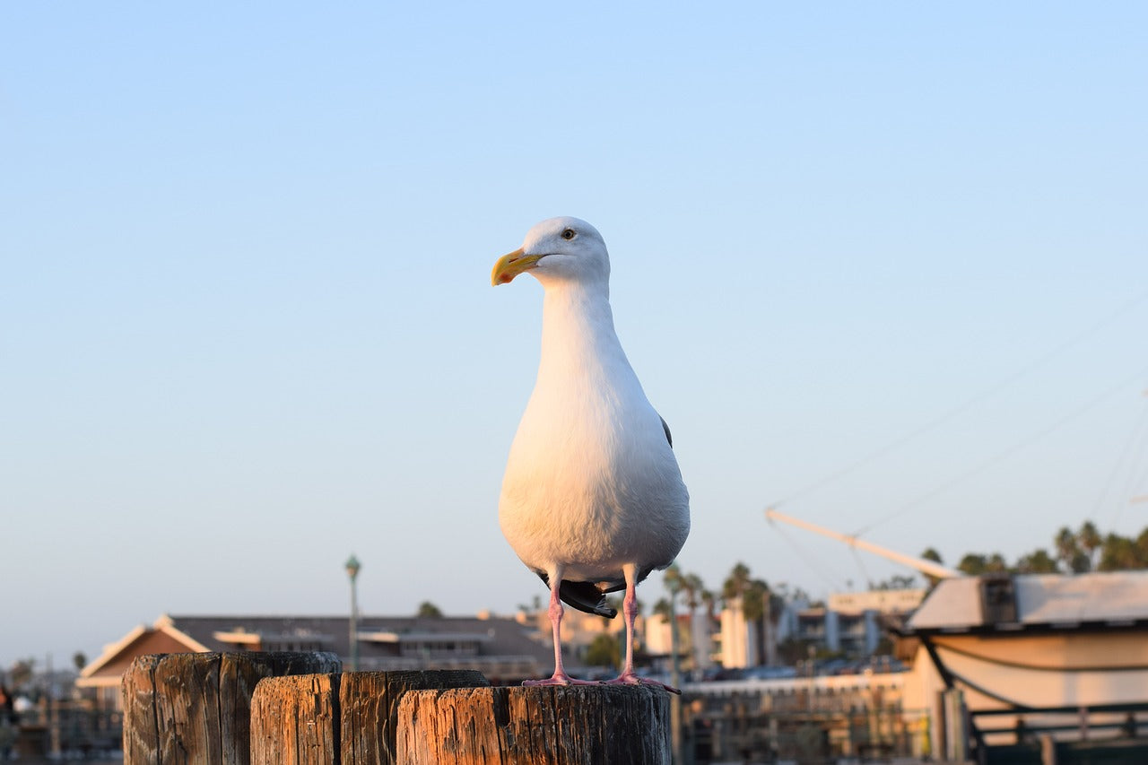 redondo beach, california, seagull-2872604.jpg