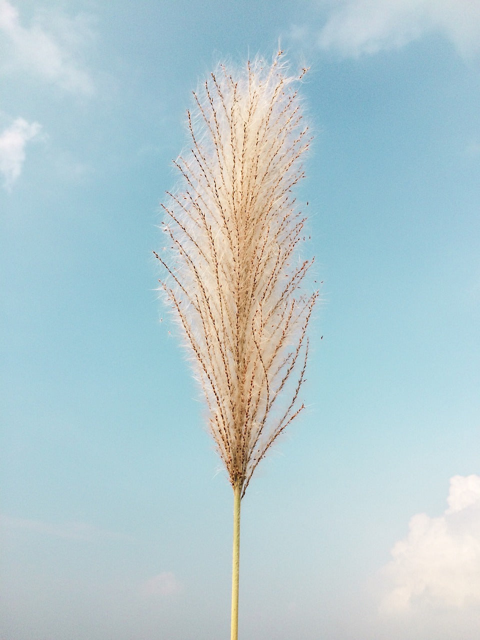 reeds, blue, sky-5060564.jpg
