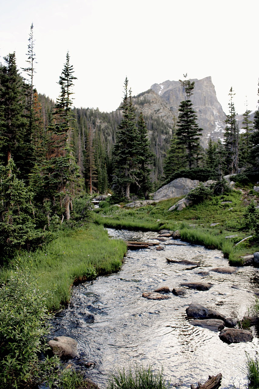 river, forest, trees-5453026.jpg
