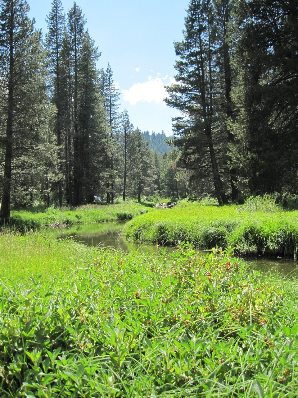 rivers, streams, california-258367.jpg