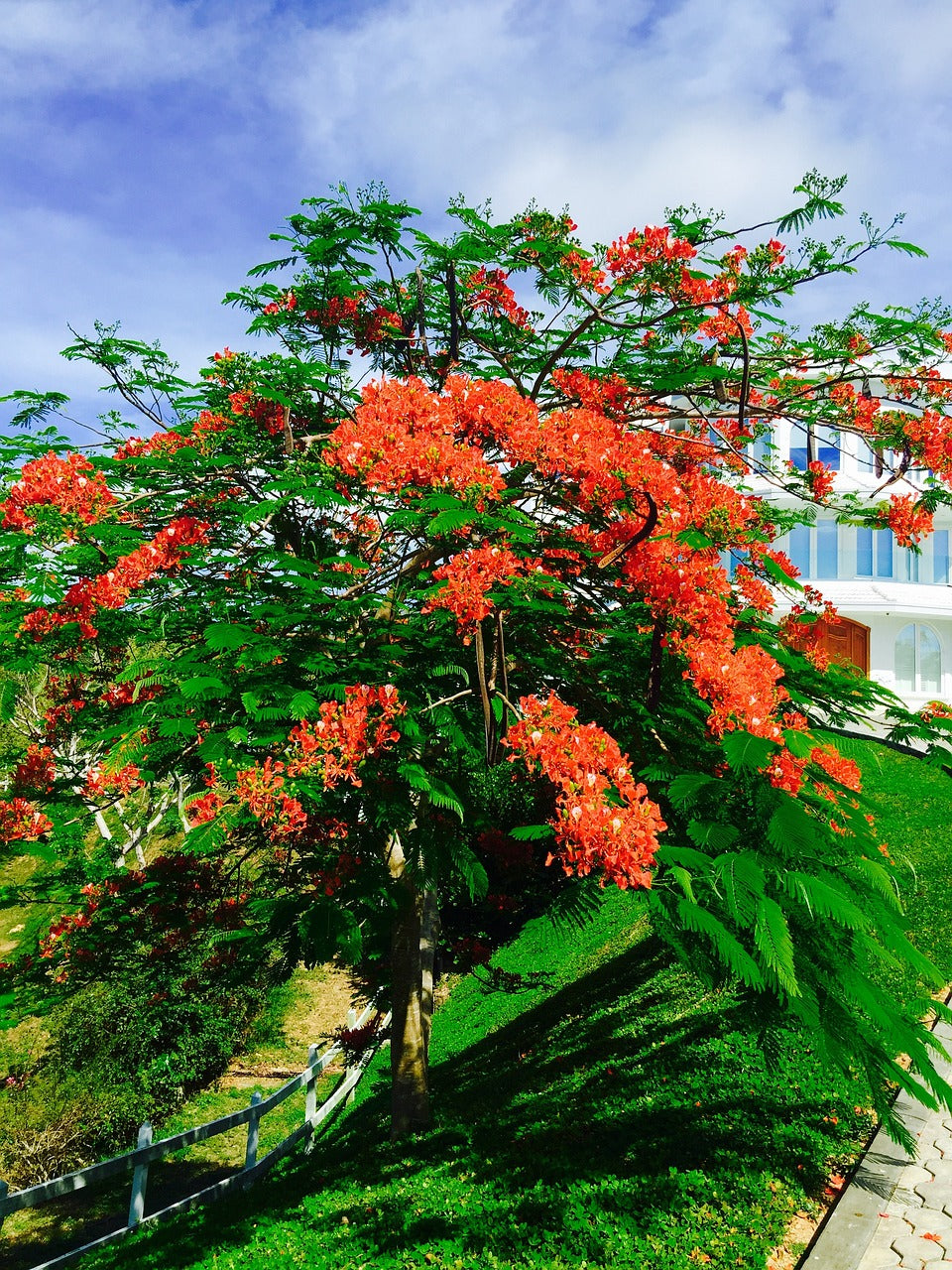 roatan, bay islands, palmetto coasts-1505443.jpg