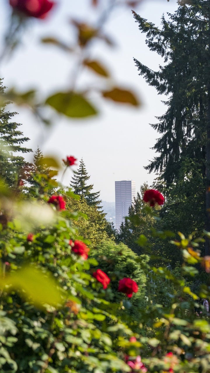 roses, garden, skyscraper-7531341.jpg