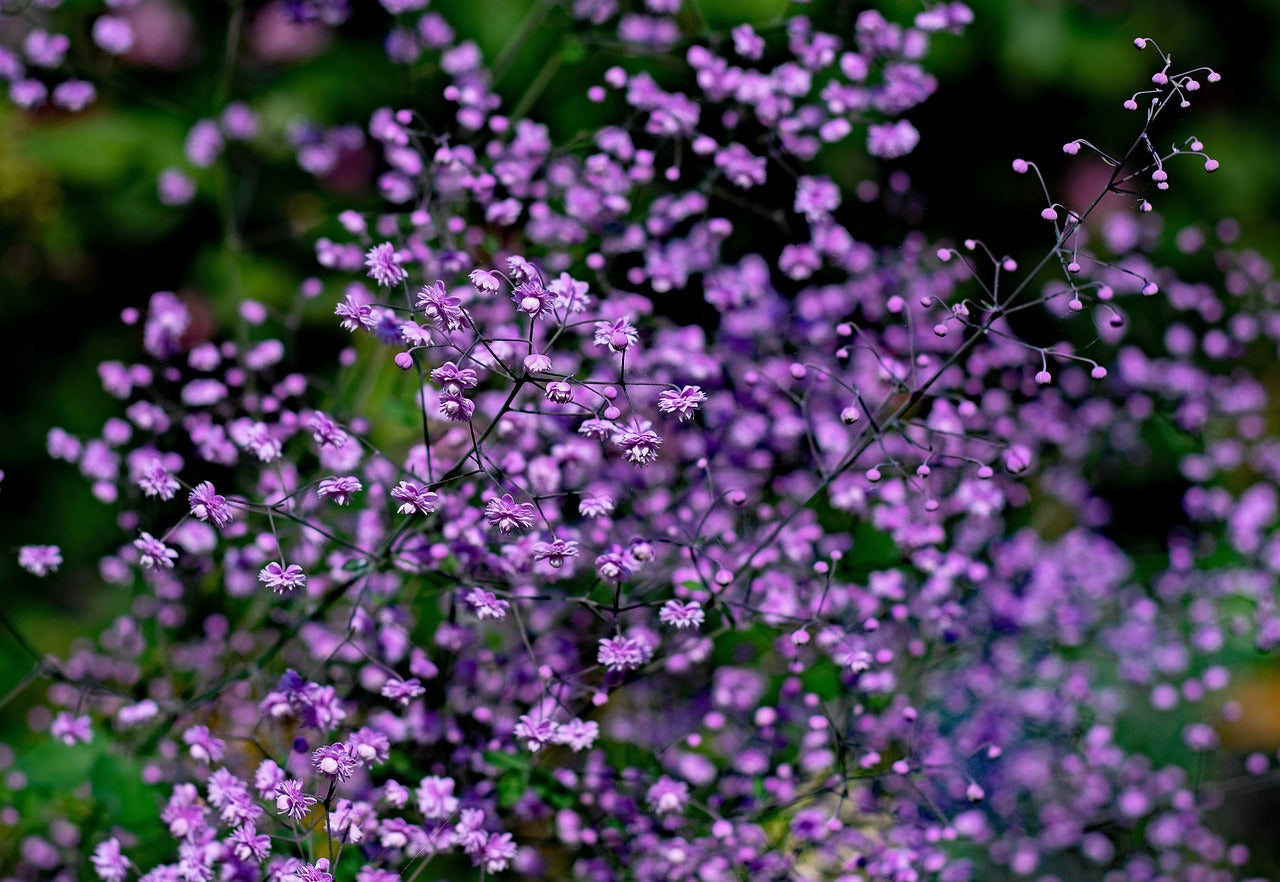 thalictrum delavayi hewitt's double, diamond, beautiful flowers-6392332.jpg
