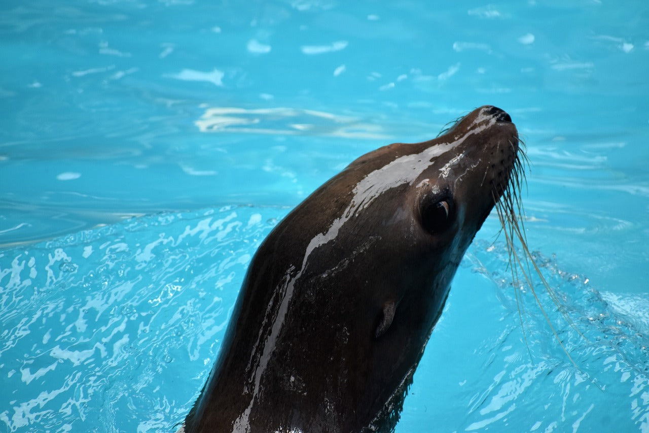 sea lion, ocean park, houston zoo-6855453.jpg
