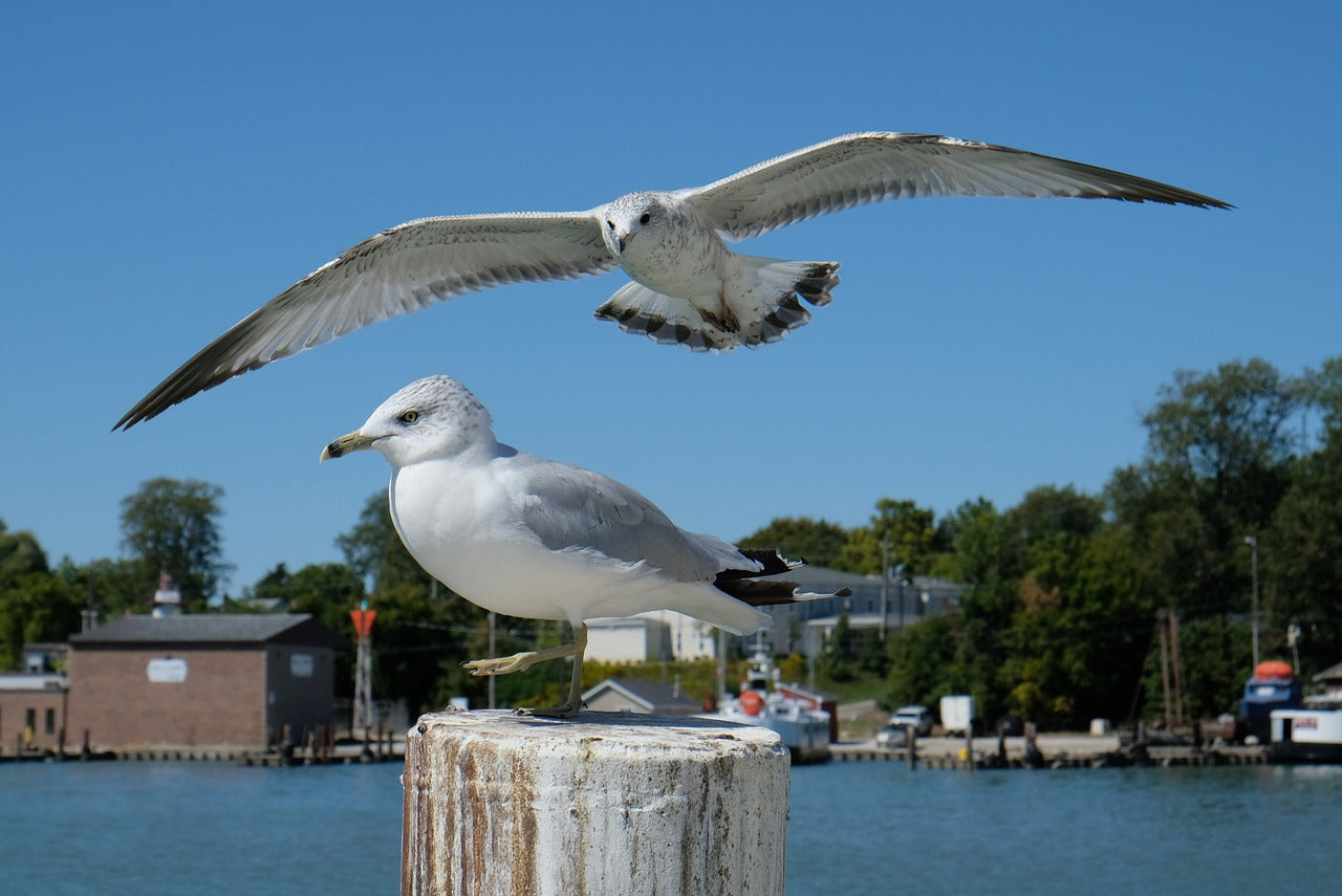 seagulls, soaring, lake erie-5585761.jpg