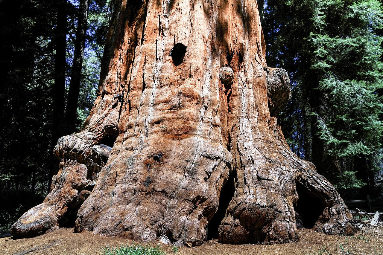 sequioa tree, sequioa national park, california-1752848.jpg