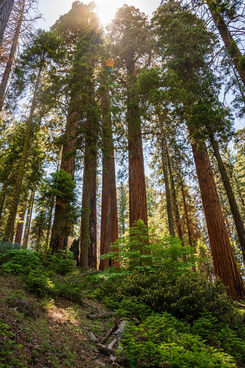 sequoia, california, redwoodtree-4926466.jpg
