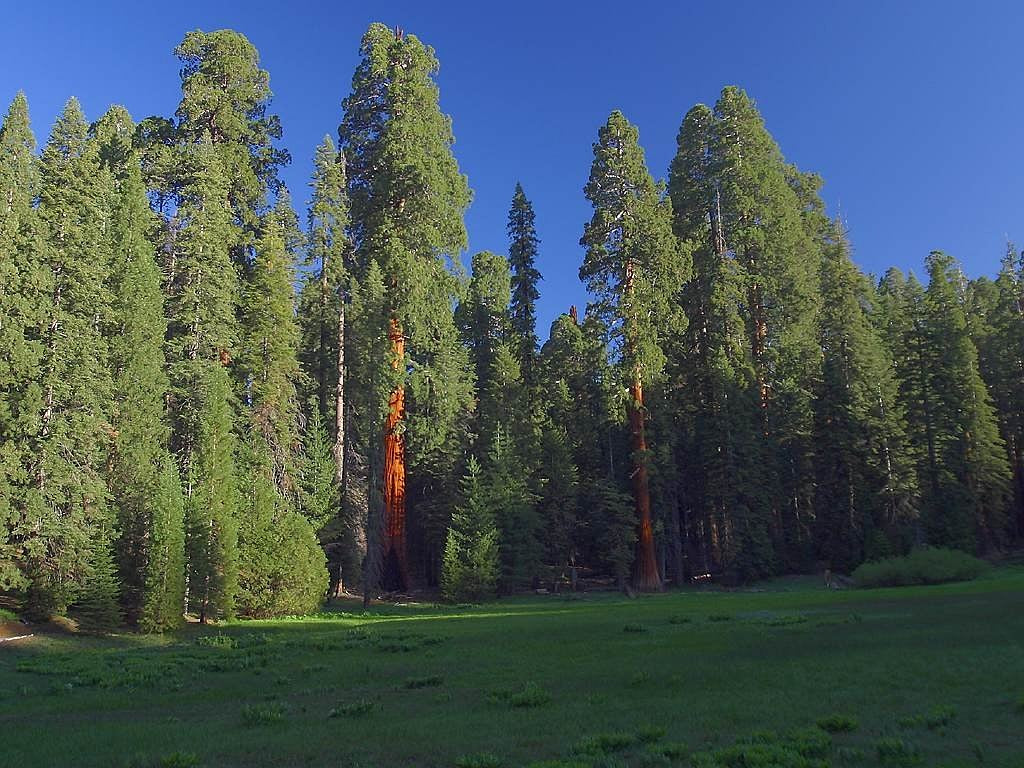 sequoias, sequoia, california-3743.jpg